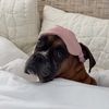 Princess Poppy